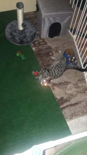 Kitten/ kat zes maand