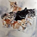 Een duo kittens gezocht