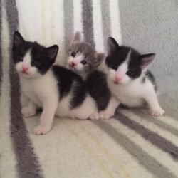 3 little ones