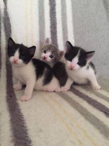 3 kleine katers.