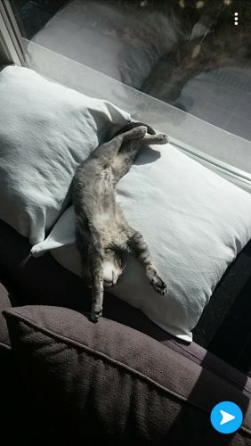 op zoek naar een jong kittentje