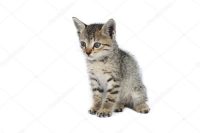 kitten gezocht regio Brugge