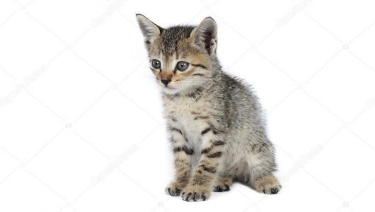 depositphotos_85158856-stockafbeelding-grijs-gestreepte-kitten-spelen-kat