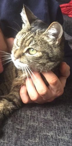 Gezocht: Een kleine vriendin voor onze poes Flodje