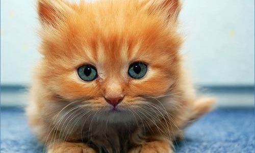 Cute-Kitten-kittens-22438014-500-400