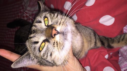 Aanhankelijke Poes zoekt baasje