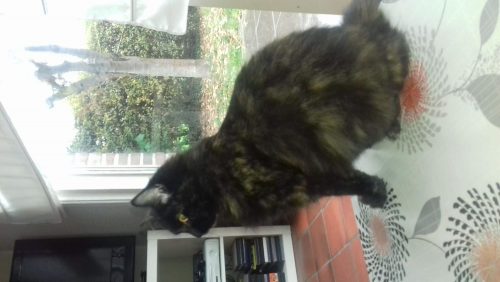 nestje verwacht tussen 14 april en 21 april