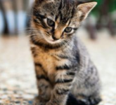 Kitten gezocht!