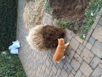 1 of 2 jonge katjes gezocht