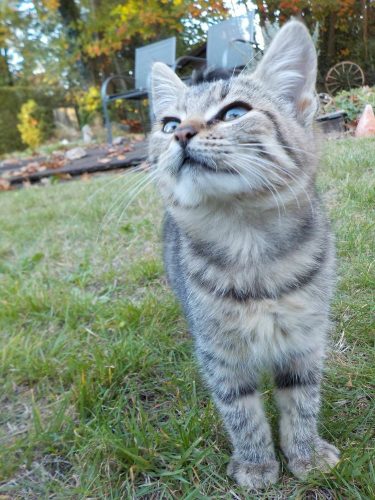 Kitten gezocht regio Limburg (Lummen/Hasselt)