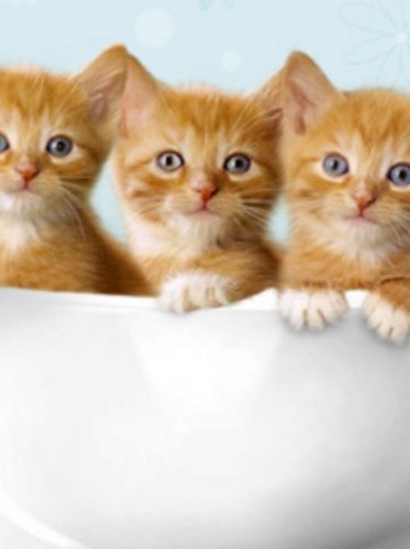 Ik zoek een kitten zou jullie heel dankbaar zijn. Omgeving Mechelen / Antwerpen.