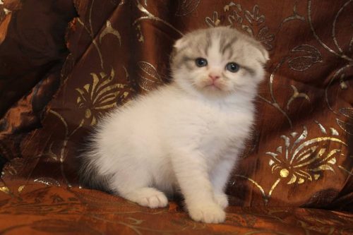 Kitten
