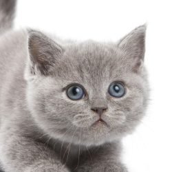 British-Shorthair-kitten-cute-squat-1536x2048