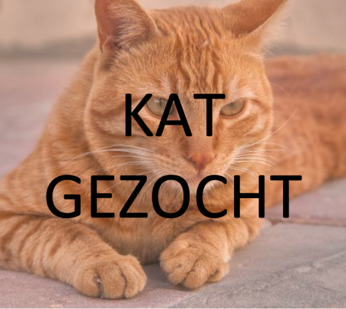 Ik zoek een katje