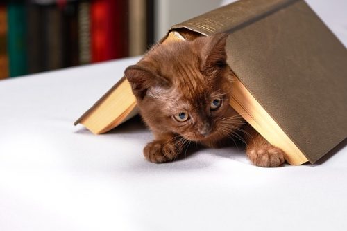 kattenboeken boekenweek