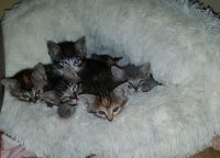 5 Boerderij kittens
