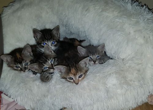 5 Boerderij kittens