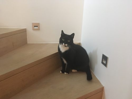 Lief katje zoekt nieuwe thuis