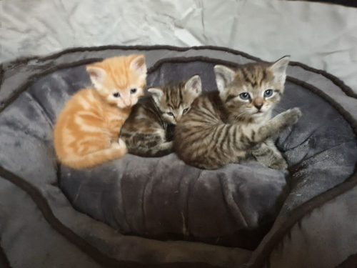 3 kittens