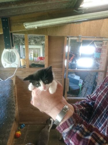 Felix, Muisje en Witje