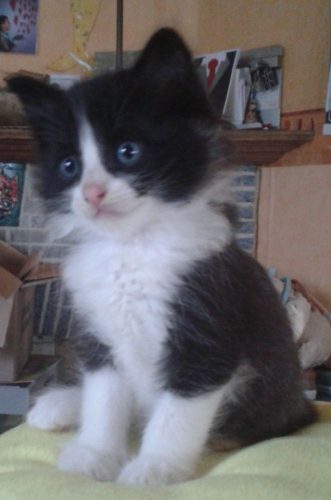zwart wit langharig kitten gezocht