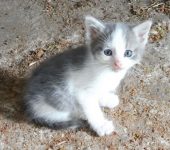 Witte kitten