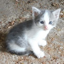 Zondag-1-juli-weekoverzicht-grijs-witte-kitten