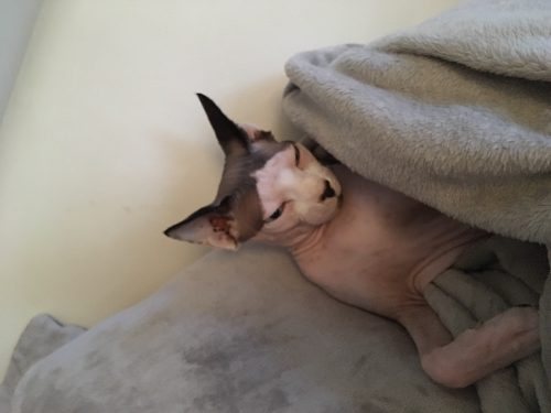 Kitten gezocht