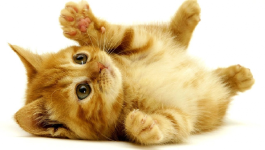 poes