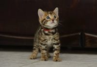 Op zoek naar een kleine kat