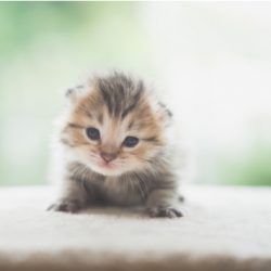 kitten