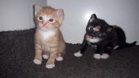 Ik zoek een lief kitten