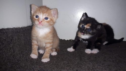 Ik zoek een lief kitten