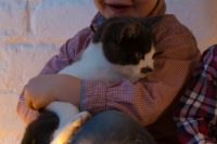 Gratis kitten gezocht regio Roeselare (W-Vl)