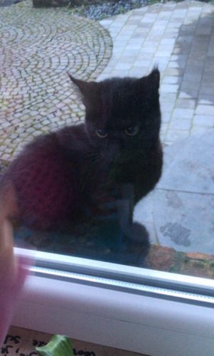 Kitten gezocht