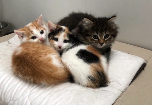 Drie kittens zoeken hun gezin