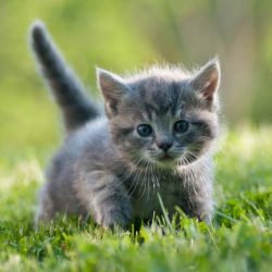 kitten