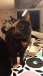 Ik zoek een kitten!