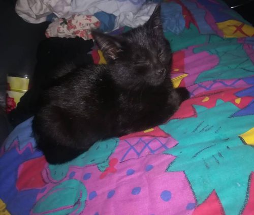 ik zoek vrouwelijk kitten in w-vl