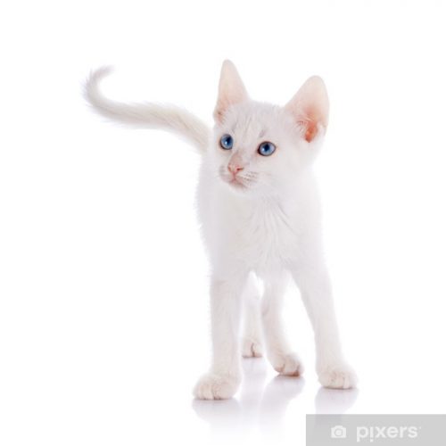 Witte Kitten (kater) gezocht