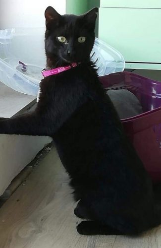 Dringend kitten gezocht oost vlaanderen