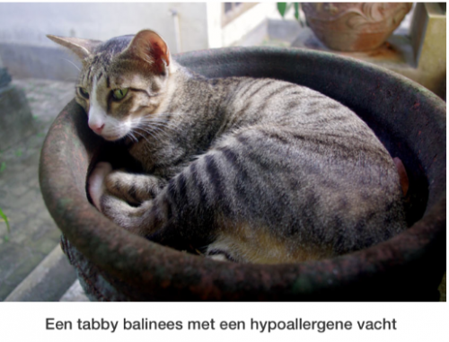 Op zoek naar een kat/kitten hypoallergenen ras
