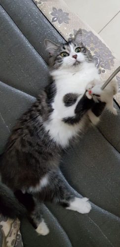 Kitten gezocht