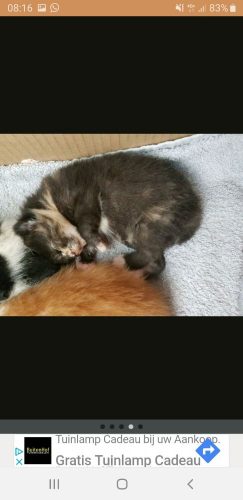 Tijger poesje/cypert