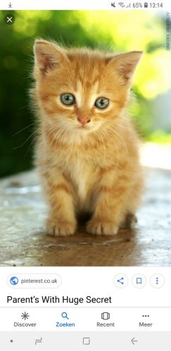 Gezocht: rosse kitten