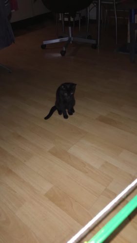 Opzoek naar een kitten (katertje)