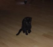 Opzoek naar een kitten (katertje)