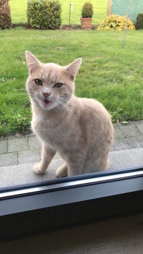 Ik zoek een kitten!