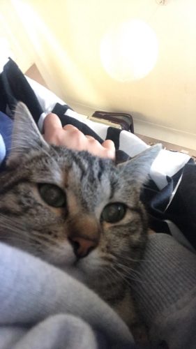 Een kittens en Kater