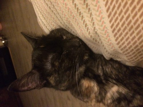 Gratis kitten af te halen